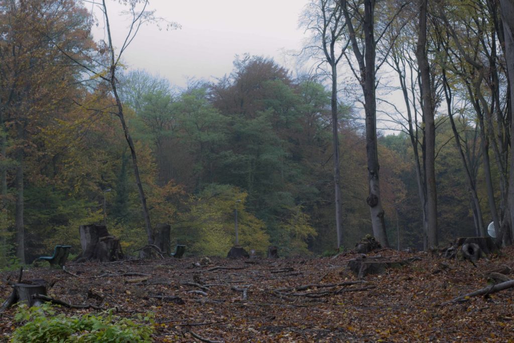 _dsc5309_z2_1